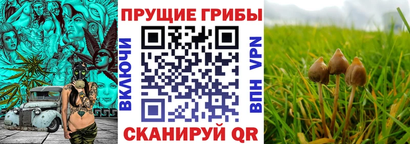 Галлюциногенные грибы Cubensis  что такое   Емва 